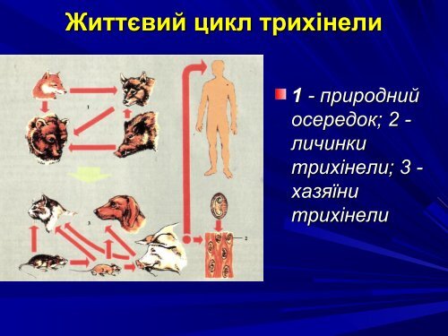 Медична гельмінтологія.Плоскі черви –паразити людини.