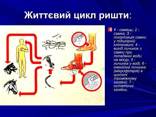 Медична гельмінтологія.Плоскі черви –паразити людини.