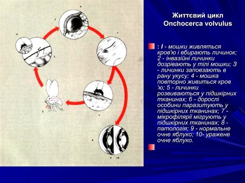 Медична гельмінтологія.Плоскі черви –паразити людини.