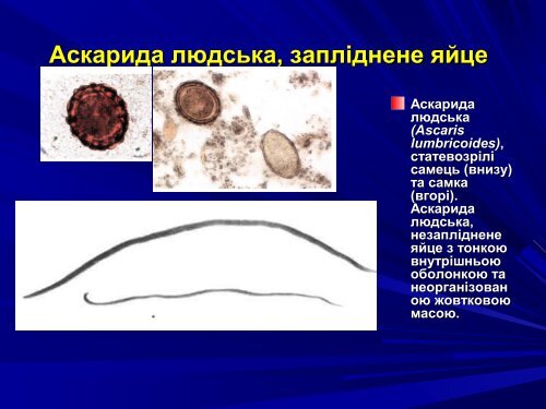 Медична гельмінтологія.Плоскі черви –паразити людини.