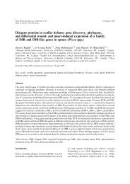 Dirigent proteins in conifer defense: gene discovery, phylogeny, and ...