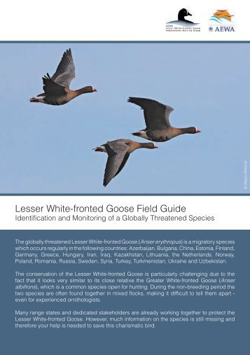 Lesser White-fronted Goose Field Guide - WWF