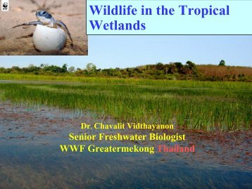 Wildlife in South China Sea Wetlands (Dr. Chavalit Vidthjayanond)