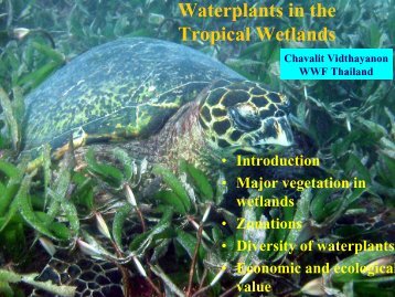 Flora of South China Sea Wetlands (Dr. Chavalit Vidthjayanond) (52 ...