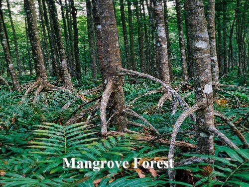 Management of the Matang Mangrove Forest