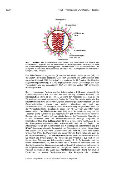 1 H1N1 â VIROLOGISCHE GRUNDLAGEN - Dr-hollenstein.cc