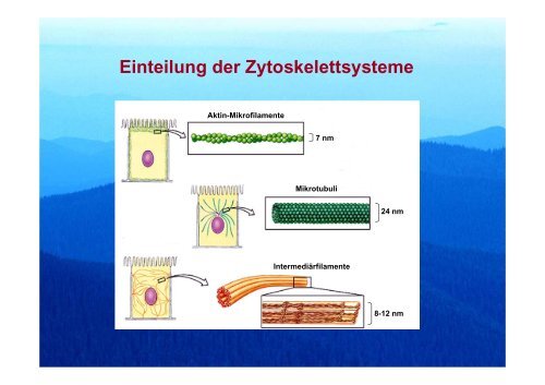 Das Zytoskelett