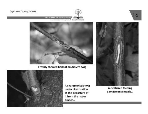 1 Anoplophora chinensis in Lombardy, Italy : an update of the ...