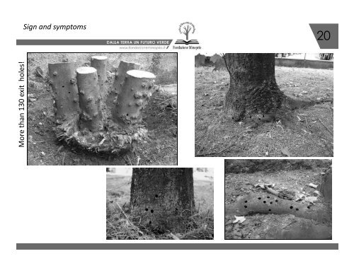 1 Anoplophora chinensis in Lombardy, Italy : an update of the ...