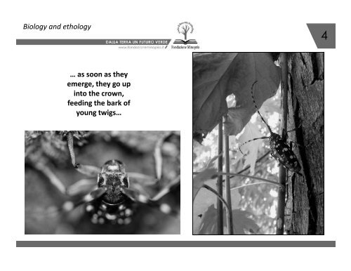 1 Anoplophora chinensis in Lombardy, Italy : an update of the ...