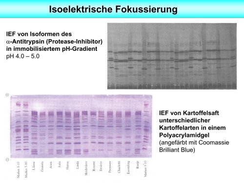 Elektrophorese - Unics.uni-hannover.de - Leibniz UniversitÃ¤t ...