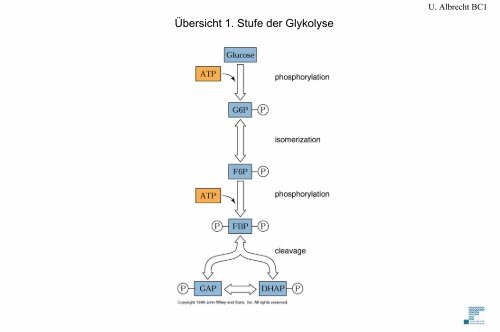 Glykolyse