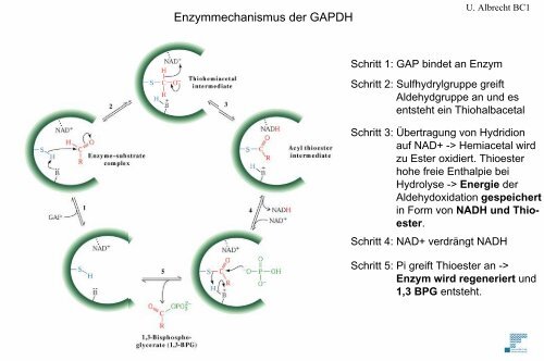 Glykolyse