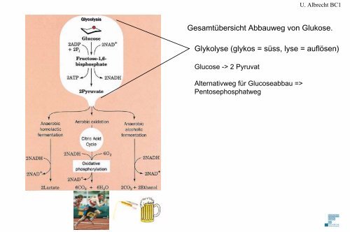 Glykolyse