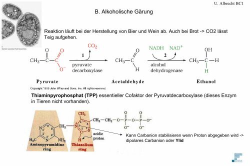 Glykolyse