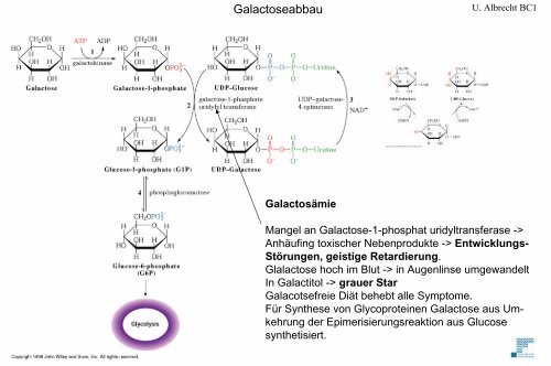 Glykolyse