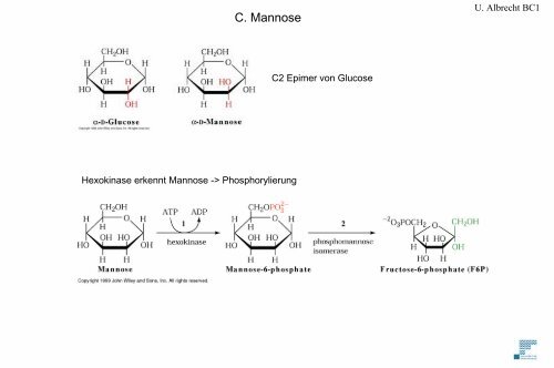 Glykolyse