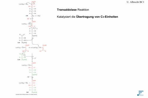 Glykolyse