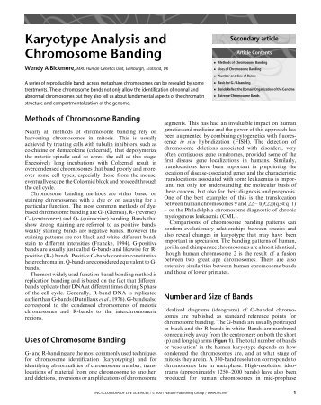 Karyotype Analysis and Chromosome Banding