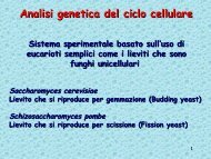 Analisi genetica del ciclo cellulare - UniversitÃ  degli Studi della Tuscia