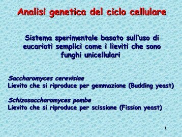 Analisi genetica del ciclo cellulare - UniversitÃ  degli Studi della Tuscia