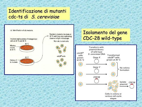 Analisi genetica del ciclo cellulare - UniversitÃ  degli Studi della Tuscia