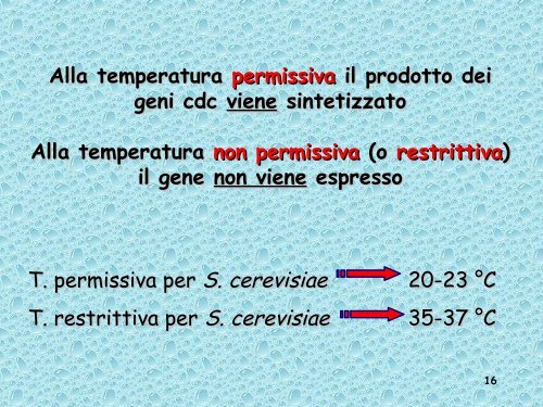 Analisi genetica del ciclo cellulare - UniversitÃ  degli Studi della Tuscia