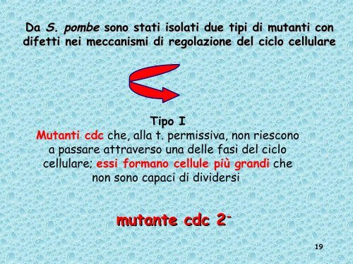 Analisi genetica del ciclo cellulare - UniversitÃ  degli Studi della Tuscia