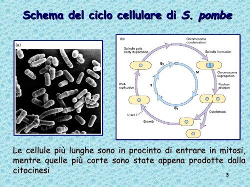 Analisi genetica del ciclo cellulare - UniversitÃ  degli Studi della Tuscia