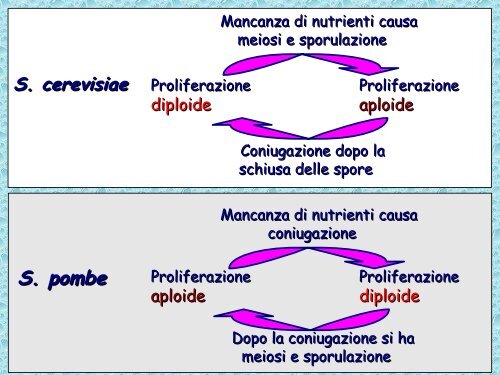 Analisi genetica del ciclo cellulare - UniversitÃ  degli Studi della Tuscia