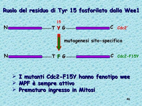 Analisi genetica del ciclo cellulare - UniversitÃ  degli Studi della Tuscia