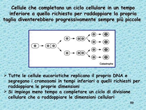 Analisi genetica del ciclo cellulare - UniversitÃ  degli Studi della Tuscia