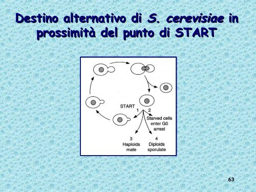 Analisi genetica del ciclo cellulare - UniversitÃ  degli Studi della Tuscia