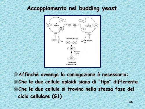 Analisi genetica del ciclo cellulare - UniversitÃ  degli Studi della Tuscia