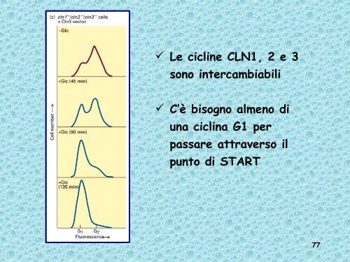 Analisi genetica del ciclo cellulare - UniversitÃ  degli Studi della Tuscia