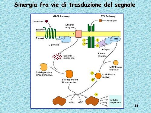 Analisi genetica del ciclo cellulare - UniversitÃ  degli Studi della Tuscia