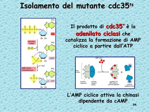 Analisi genetica del ciclo cellulare - UniversitÃ  degli Studi della Tuscia