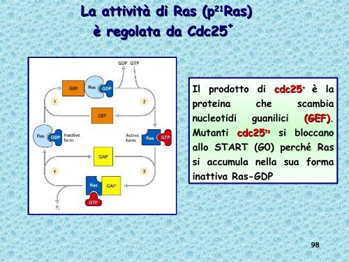 Analisi genetica del ciclo cellulare - UniversitÃ  degli Studi della Tuscia