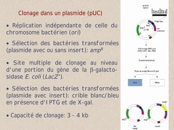 Clonage dans un plasmide (pUC) â¢ Site multiple ... - UniversitÃ© Lille 1