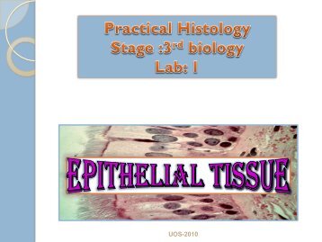 lab1-epithelial tissue.pdf