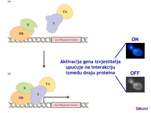 Mutageneza i strategije kloniranja.pdf