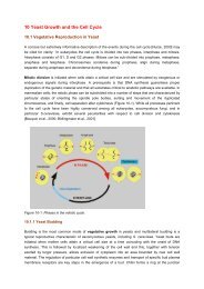 10 Yeast Growth and the Cell Cycle