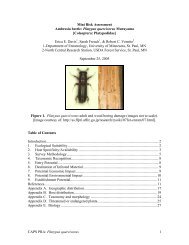 Platypus quercivorus 1 Mini Risk Assessment Ambrosia beetle