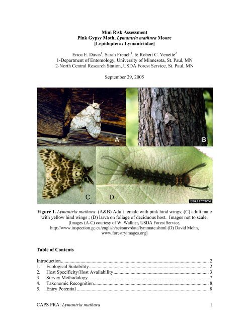 Pink Gypsy Moth - aphis - US Department of Agriculture