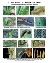 corn insects - above ground - Purdue Extension Entomology ...