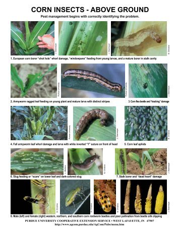 corn insects - above ground - Purdue Extension Entomology ...