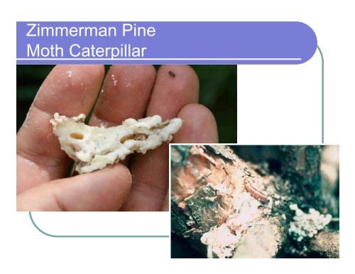 Moth Borers - Purdue Extension Entomology