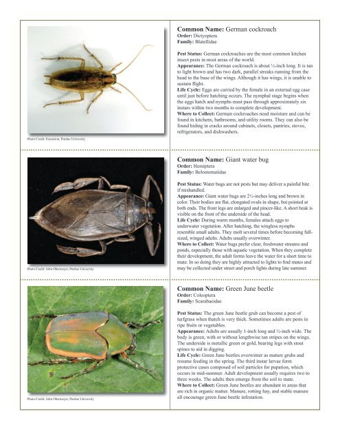 to download pdf - Purdue Extension Entomology - Purdue University