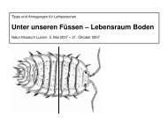 Unter unseren Füssen – Lebensraum Boden - Naturmuseum Luzern