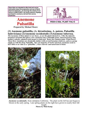 Anemone pulsatilla Folio - Southwest School of Botanical Medicine